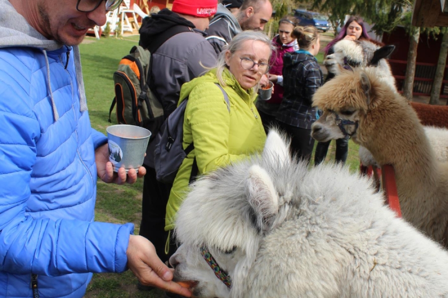 12 – Uczestnicy karmiący alpaki marchewką. 