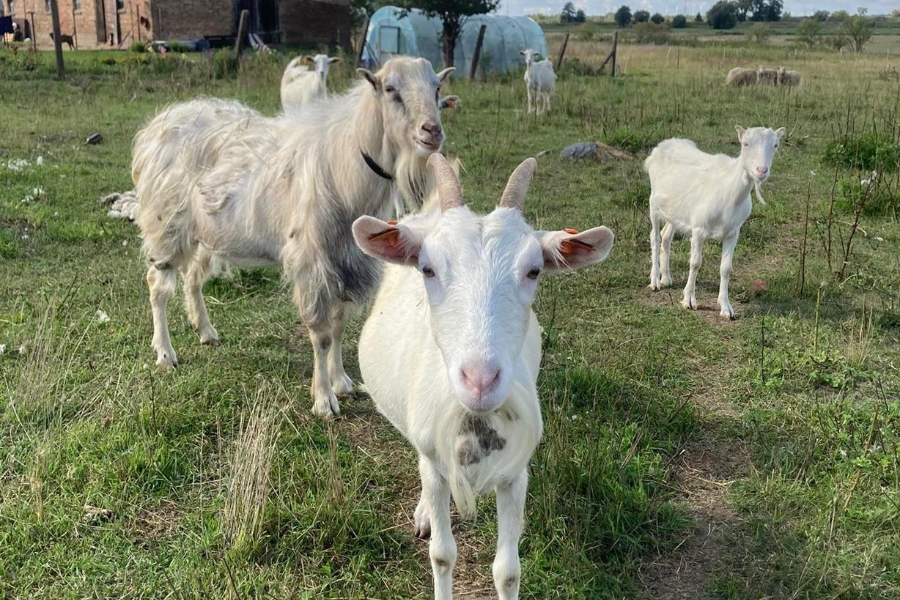 6. Stado kóz na tle budynku.