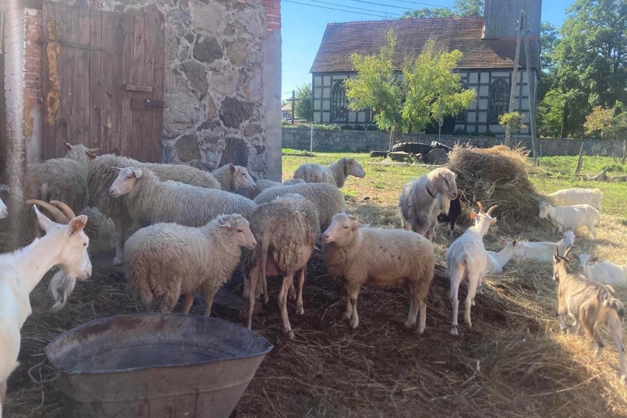 8. Stado owiec i kóz na tle budynku. 