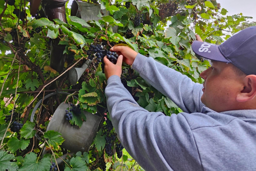 2.Uczestnik zrywający winogrona