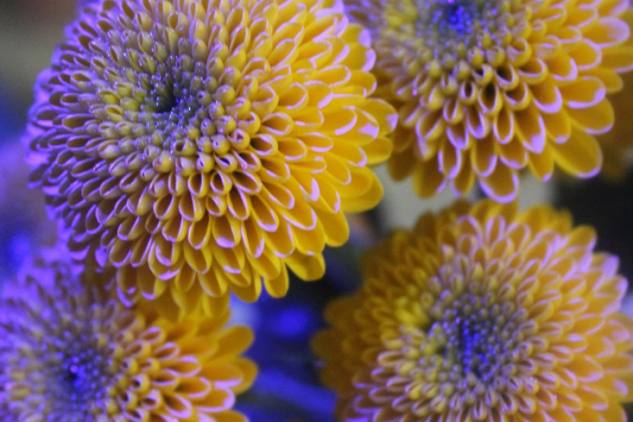 4.Żółte kwiaty oświetlone niebieskim światłem