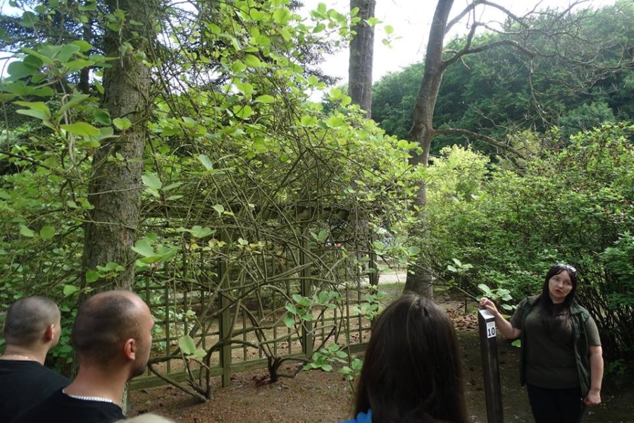 Przewodniczka opowiadająca grupie uczestników o drzewach