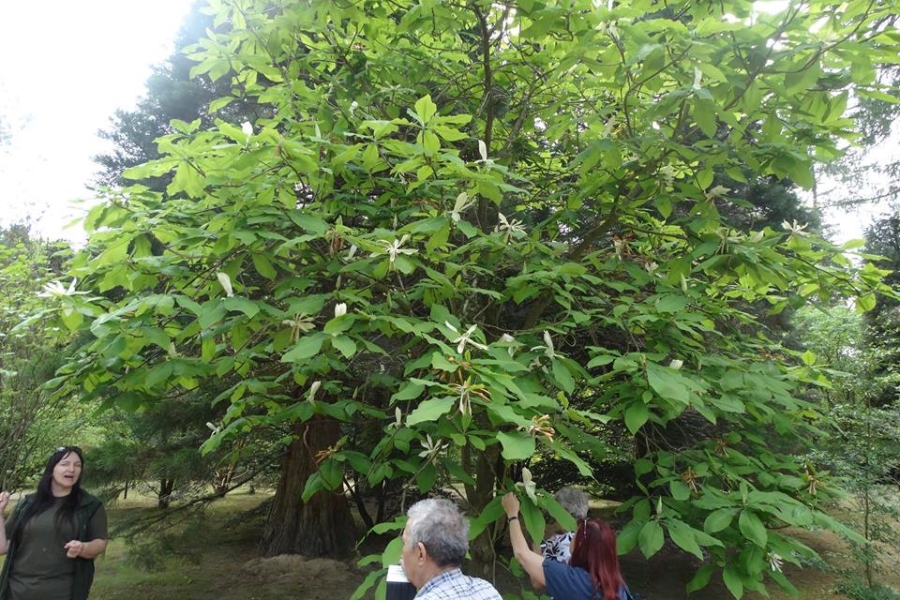 Uczestnicy łapiący liście drzewa 