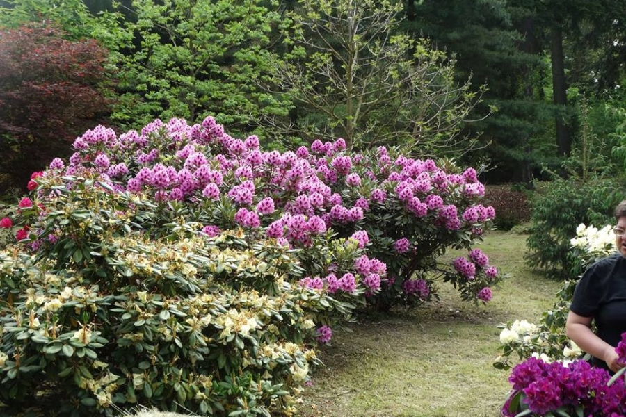 Zdjęcie kolorowych kwiatów oraz krzewów