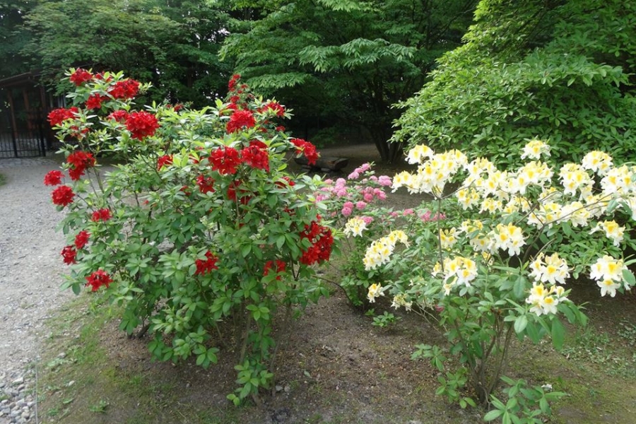 Zdjęcie kolorowych kwiatów